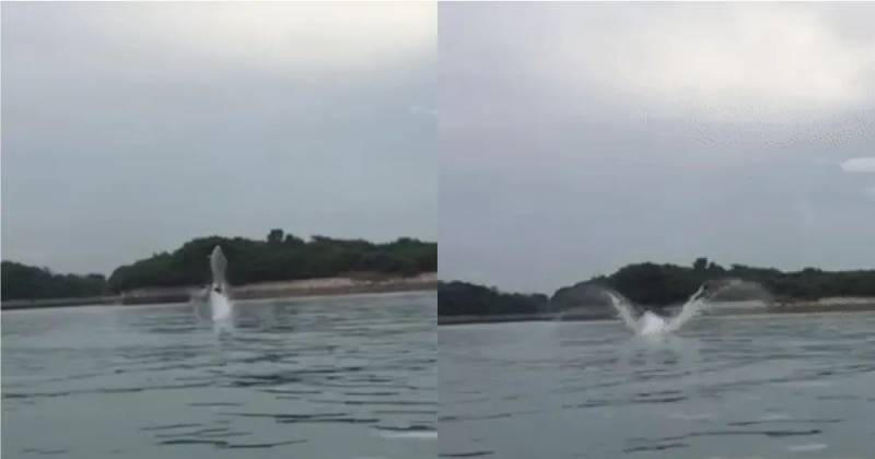 新加坡鳄魚上岸堵路,張開大嘴!海豚犀鳥也都來了