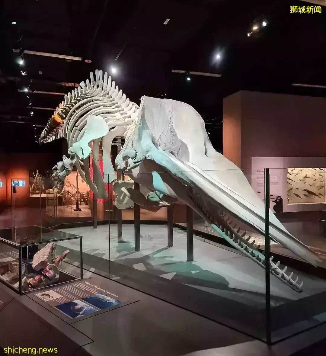 藏不住了！新加坡8個超小衆博物館，你聽說過嗎