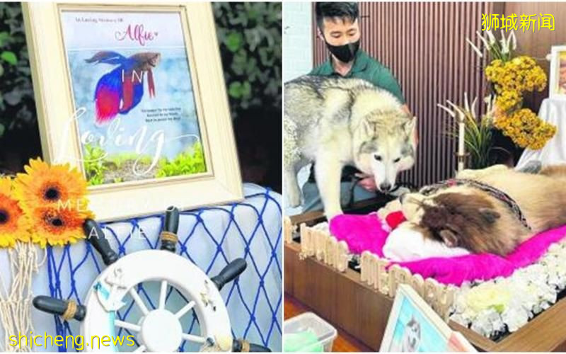 宠物女主人为打架鱼办丧礼 遗照写感伤悼词