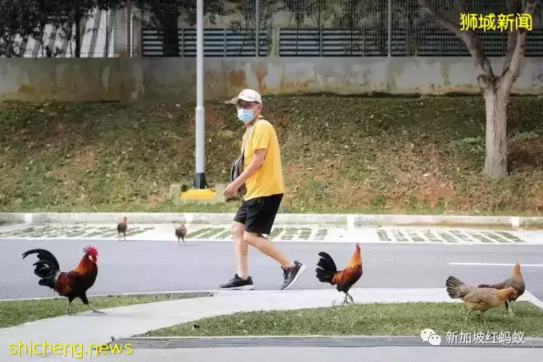 新加坡特色!野鸡有“鸡权”,遭居民投诉鸡啼扰民必须成立工作小组解决问题