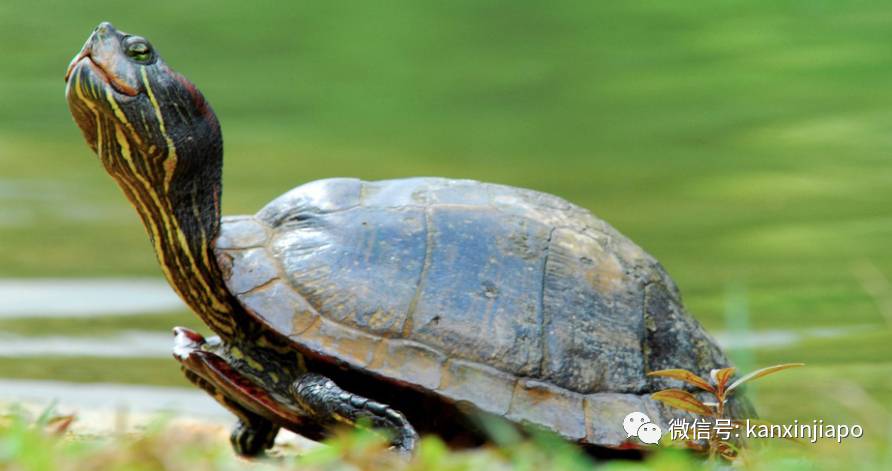 新加坡水库岸边布满密密麻麻无数粉红蛋!貌似外星物种入侵