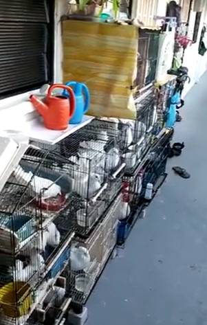 快過年了，竟有人在新加坡組屋走廊開“養雞場”，30只好熱鬧
