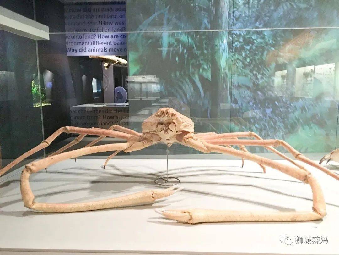 恐龍化石、抹香鯨骨架、初代巨星阿明……100W+動植物標本竟然藏在新加坡這個地方