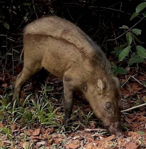 NParks将继续在榜鹅地区巡逻以寻找野猪,如果发现将对其进行诱捕并清除