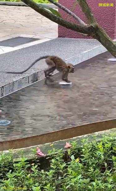 猴子愛到公寓水池遊泳 · 網民調侃:爲東京奧運做准備