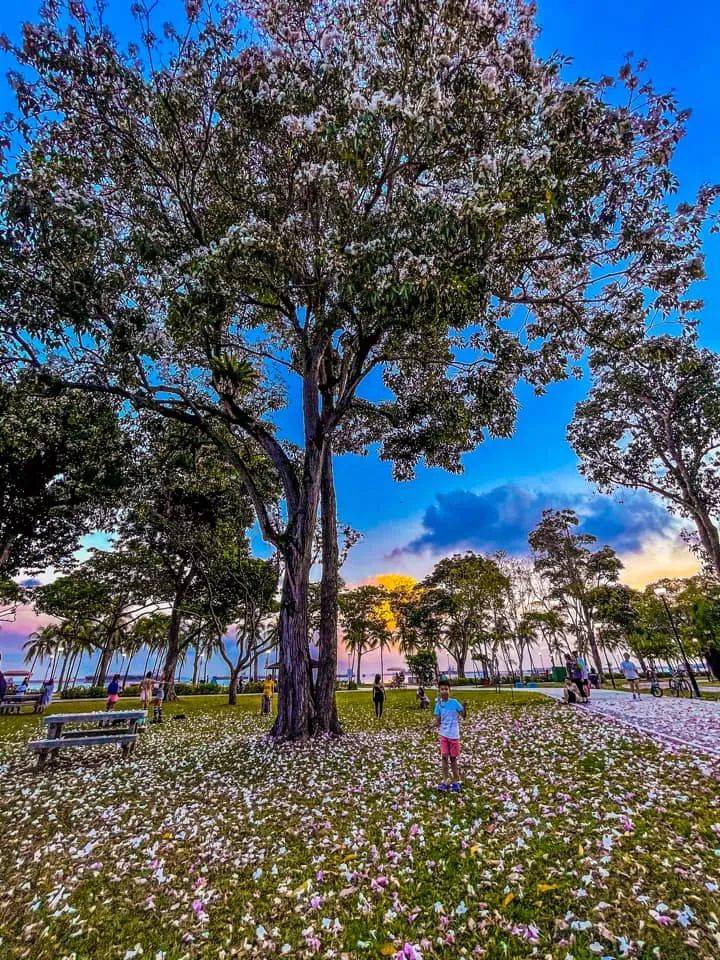 李顯龍總理發了一個帖子，評論區瞬間被淹沒