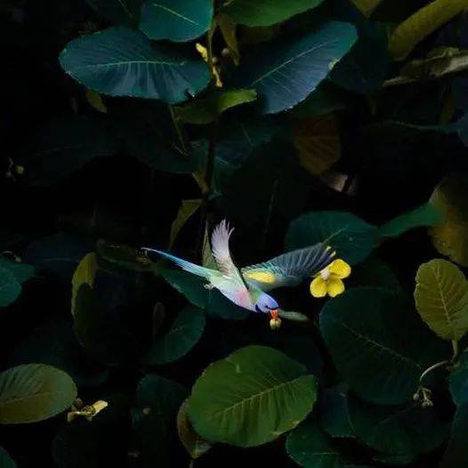 南洋理工大學，每一幀都很美