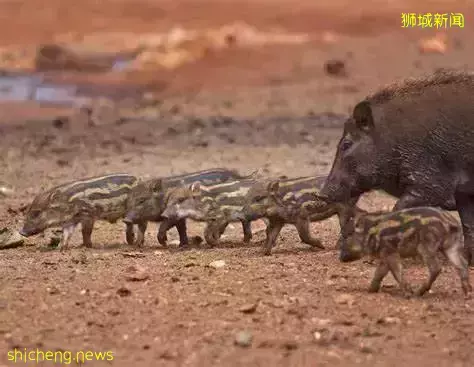 新加坡野猪携四子气势汹汹,撞向市民