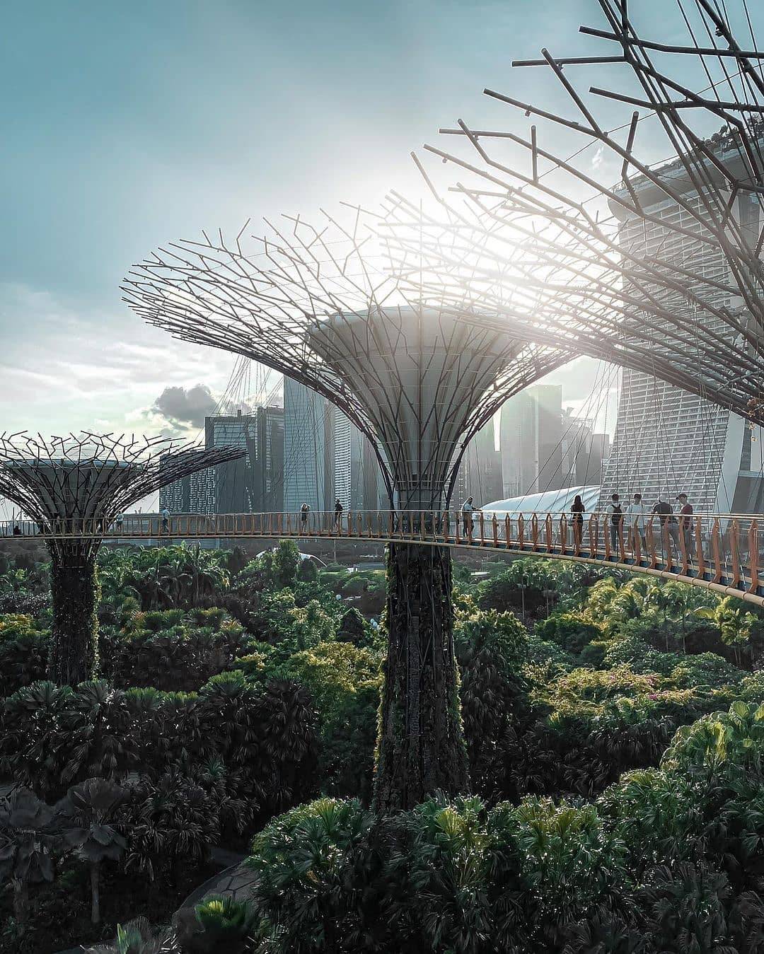 發現這一抹綠💚解鎖新加坡森林系打卡點🌳青翠蔥郁、空靈意境，仙氣爆棚一秒出片⚡