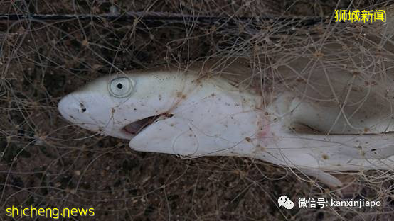 数十只幼年礁鲨、螃蟹、鱼在新加坡外岛被长500米刺网勒死