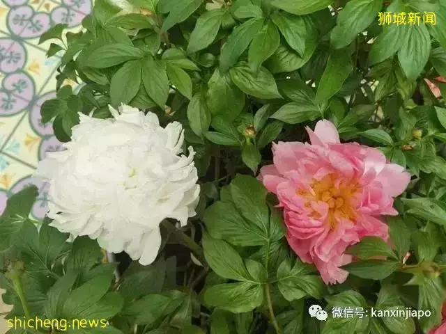 探访新加坡最美花园,只可惜这里的牡丹似乎缺少了点野性