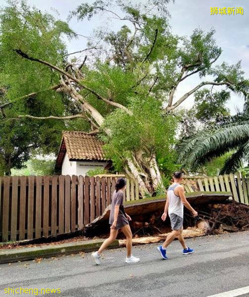4樓高大樹轟然倒下 砸中洋樓車房