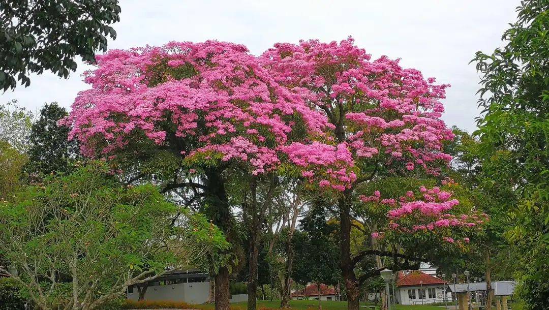 新加坡這些“櫻花公園”火了！$2起限定美食，別讓粉色季節白白溜走啦