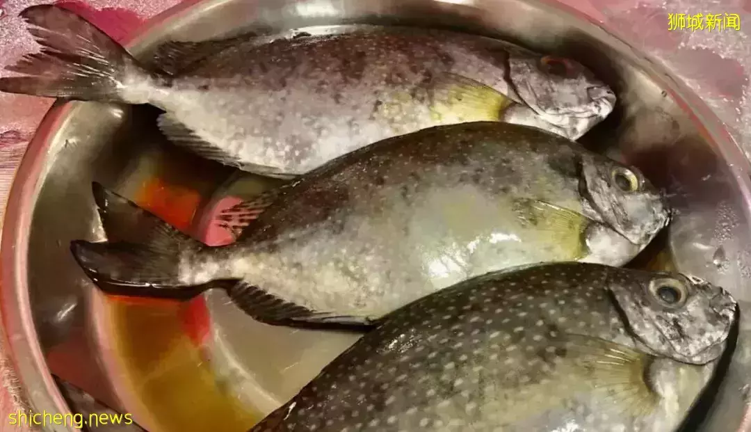 春節臨近新加坡“發財魚”炒高至88元，吃不起啦