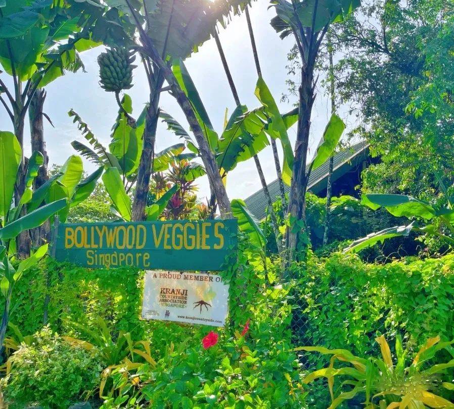 新加坡有機農場牧場？還能和羊咩咩親密接觸