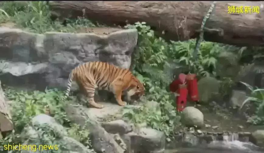 新加坡景點春節迎人潮，老虎和熊貓“叻叻”成“人氣王”