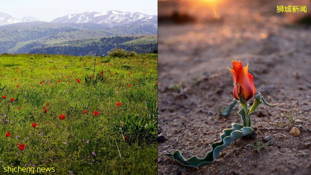 新加坡滨海湾花园郁金香花展绚丽登场!带你穿越到哈萨克!去游牧,去流浪