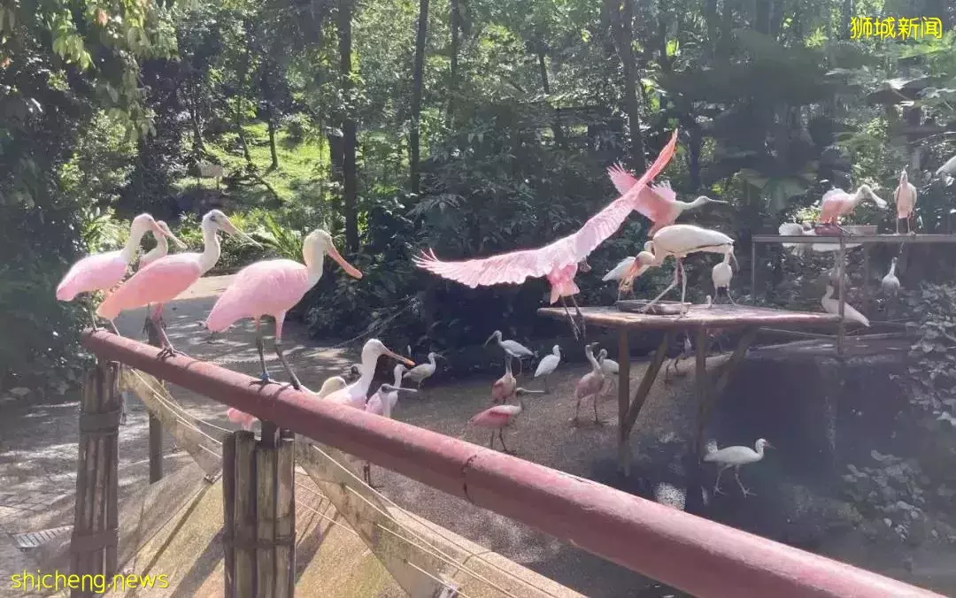 小朋友超爱！裕廊飞禽公园露营！和火烈鸟一起度过美好夜晚