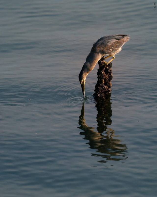 Sungei Buloh濕地保護區🌳 走進濕地，聆聽大自然的聲音🍃 徒步路線攻略、特點介紹、必踩打卡點