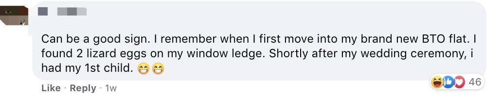 新加坡的壁虎太猛，在室內到處下蛋！你家這些地方說不定也有