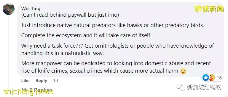 新加坡特色!野鸡有“鸡权”,遭居民投诉鸡啼扰民必须成立工作小组解决问题