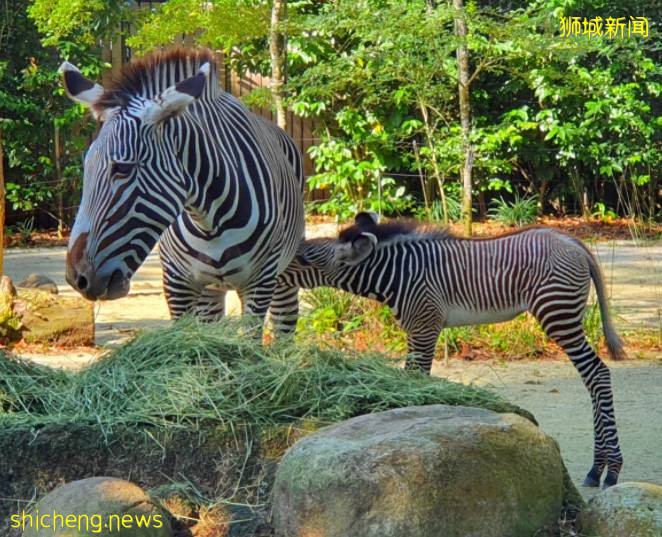 快來圍觀啦！新加坡動物園新生細紋斑馬寶寶昨日首秀