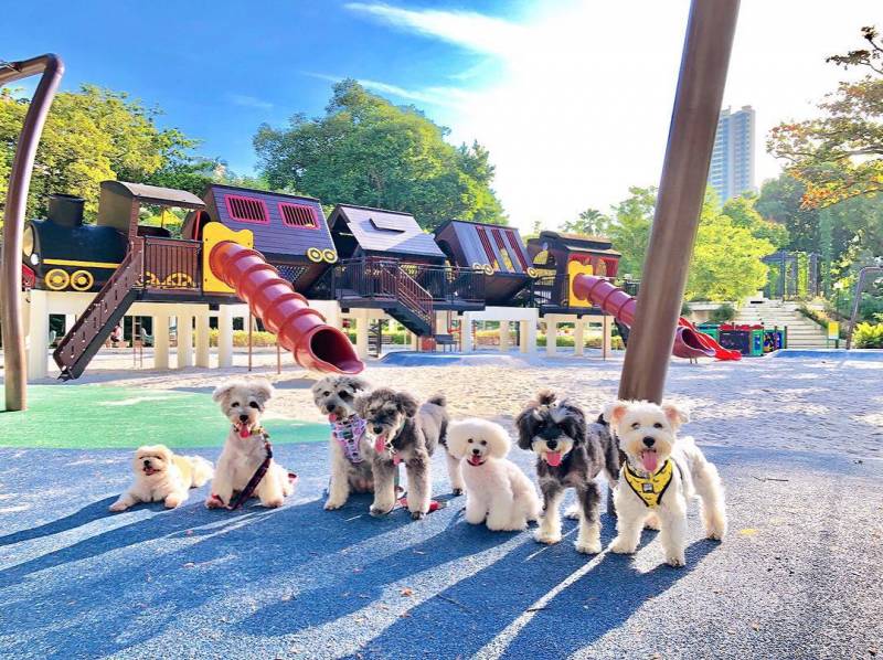 新加坡特色主題遊樂場🎠“Tiong Bahru Park”傾斜大火車、高空滑索、 沙灘遊樂場🤩 免費開放