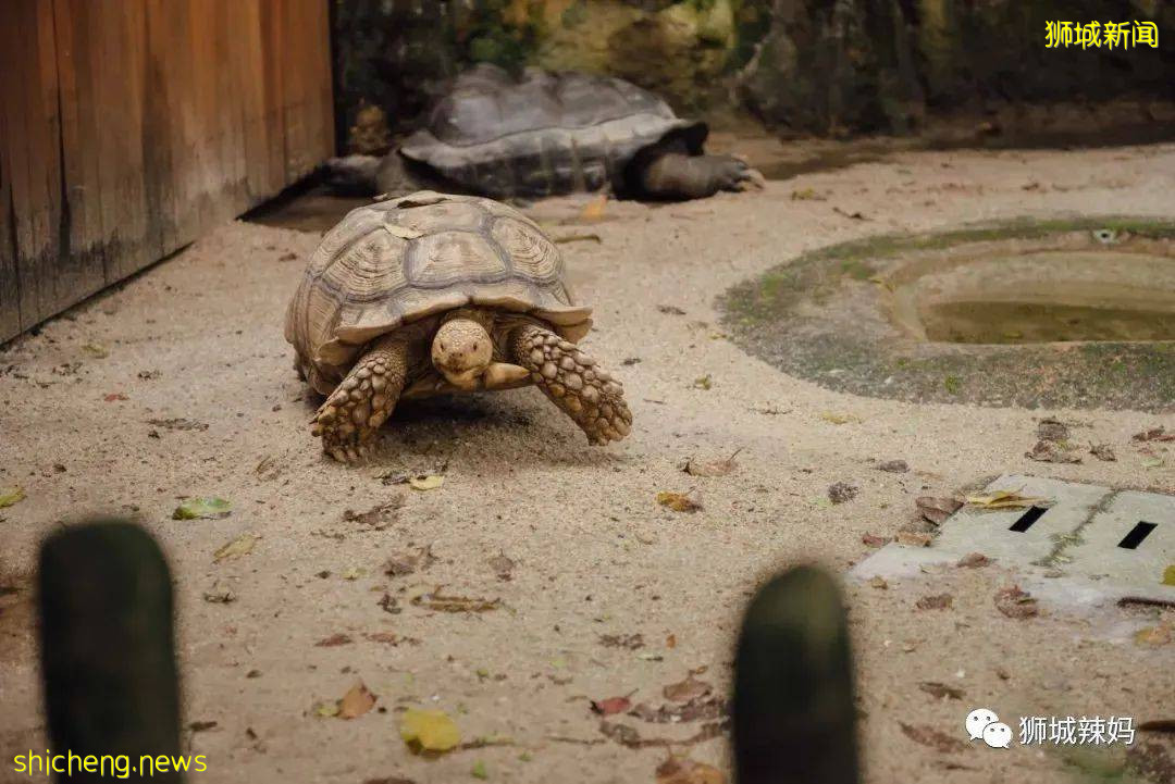 僅2天！新加坡動物園最牛的餵動物之旅，8折！還有幻光雨林和4大園5.5折起，搶啦