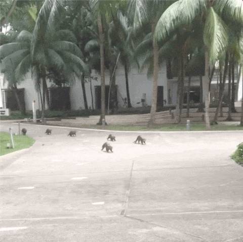 新加坡水獭再次发生斗殴事件!这次它们的对手是野狗帮