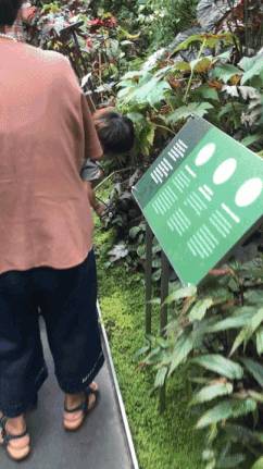 “中国游客”小孩在新加坡滨海湾花园随地尿尿