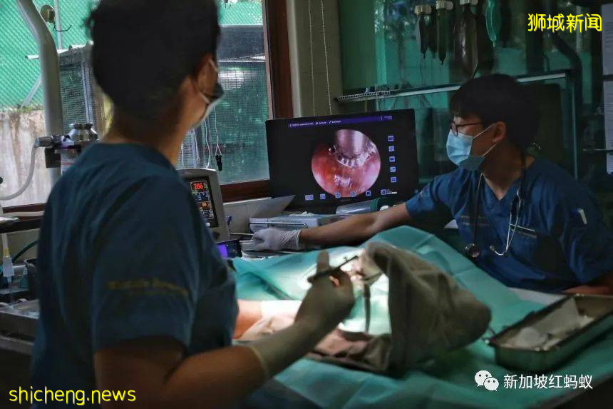 新加坡飛禽公園設有禽類專科醫院　裏面的“病人”最輕5克最重50公斤