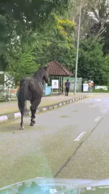 新加坡街头惊现黑马狂奔，悠闲自在逛商场