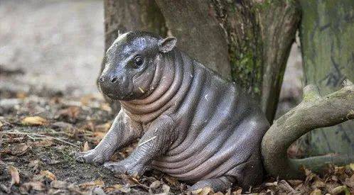 萌翻了~新加坡動物園迎來新生寶寶！長得像佩奇，珍貴賽熊貓