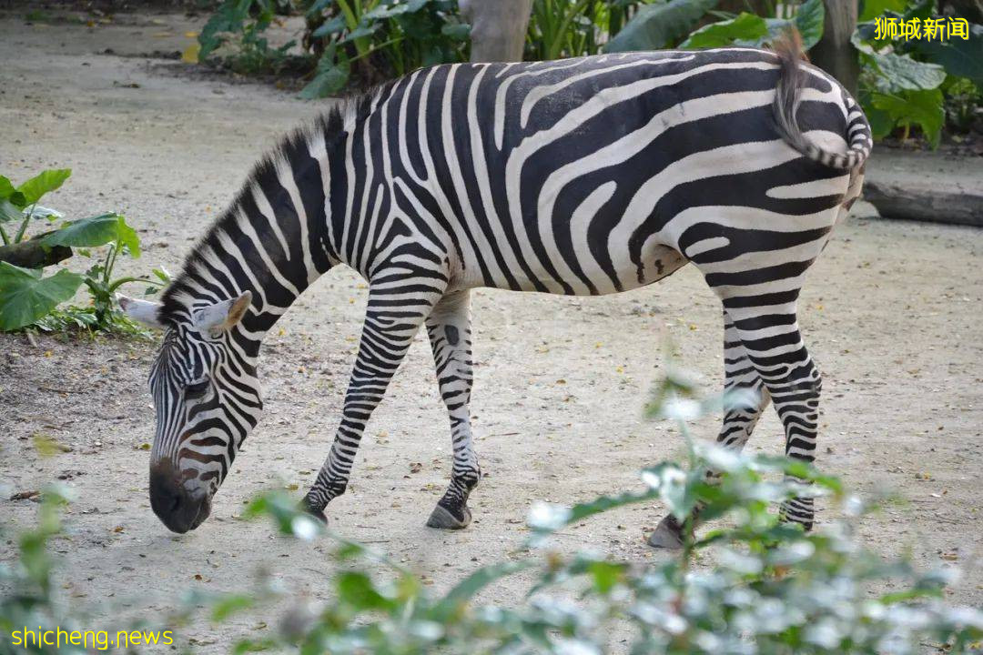 去新加坡留学那些必打卡的景点
