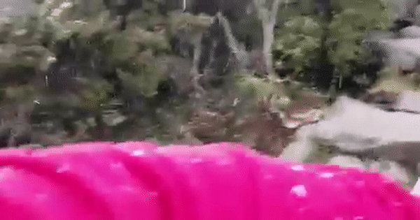 活久見! 新加坡鄰國下起了鵝毛大雪,29年頭一次