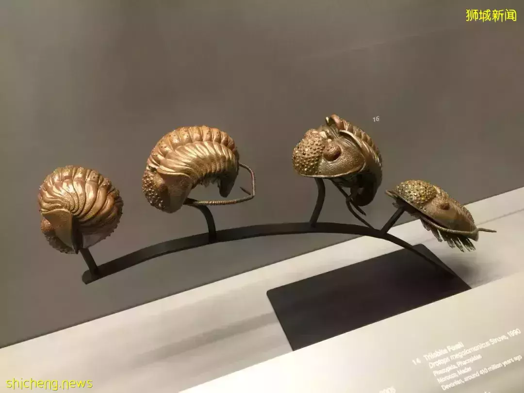 在新加坡，你見過熱戀中的水獺嗎