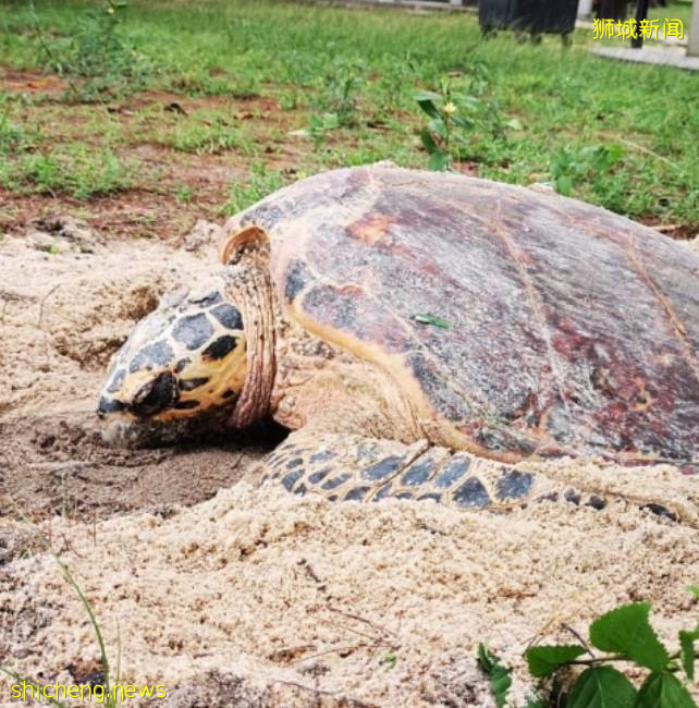 5月23日是世界乌龟日，新加坡来了一位特别游客
