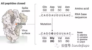 反反複複，新冠病毒生命力爲什麽如此“頑強”