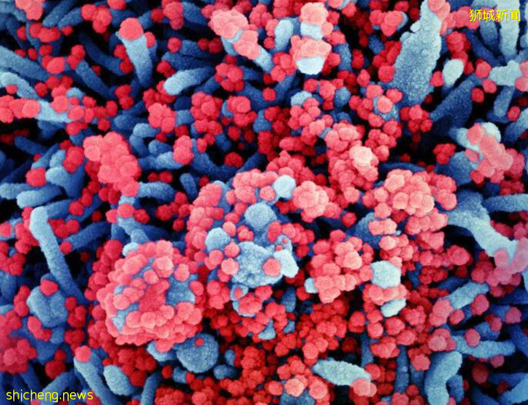 變異病毒“德爾塔”肆虐，社區400多例！徐若瑄在新加坡接種這款疫苗