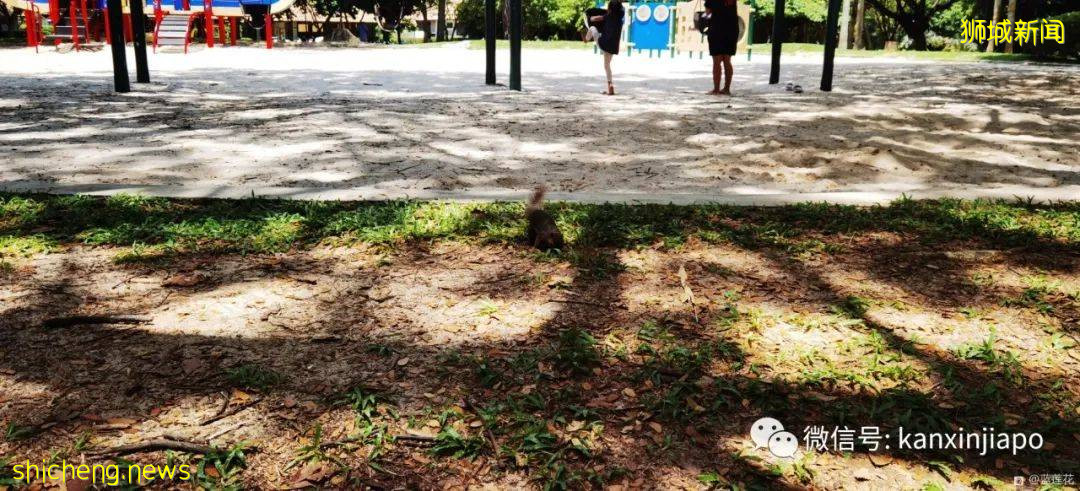 新加坡小众遛娃好去处,吃喝玩乐一应俱有