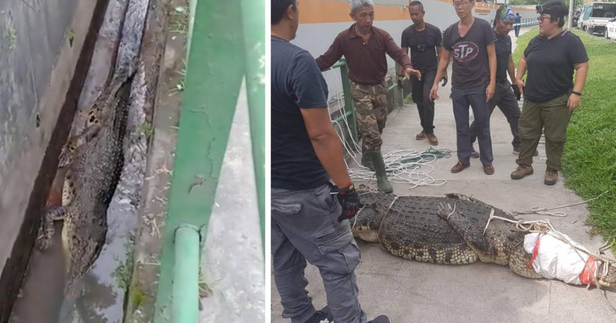 新加坡频现巨蟒和鳄鱼!“我看到蛇在路中间抱团......”