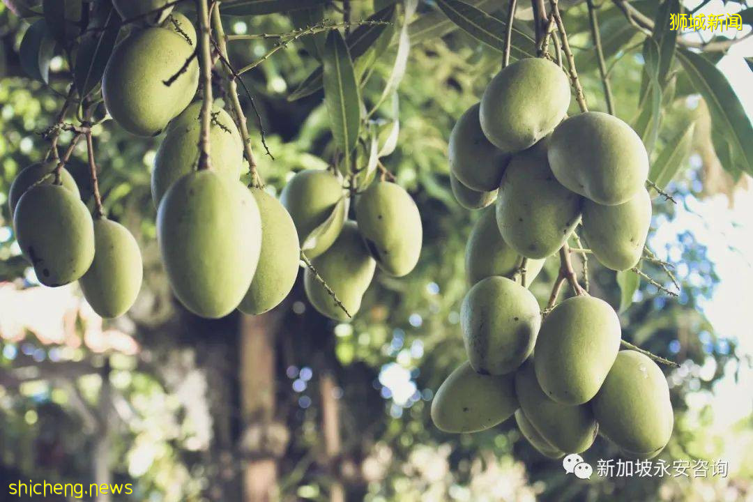 新加坡的"奇葩"法规：盛世更要用重典