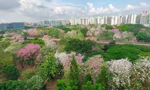 “新加坡樱花”竞相开放，空气里都是浪漫的气息