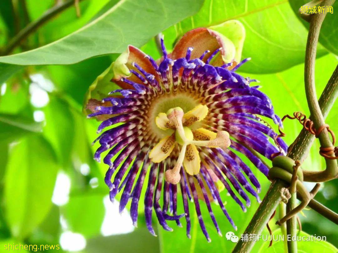 跟着小筠去游“新马”——新加坡吃喝玩乐(中篇)