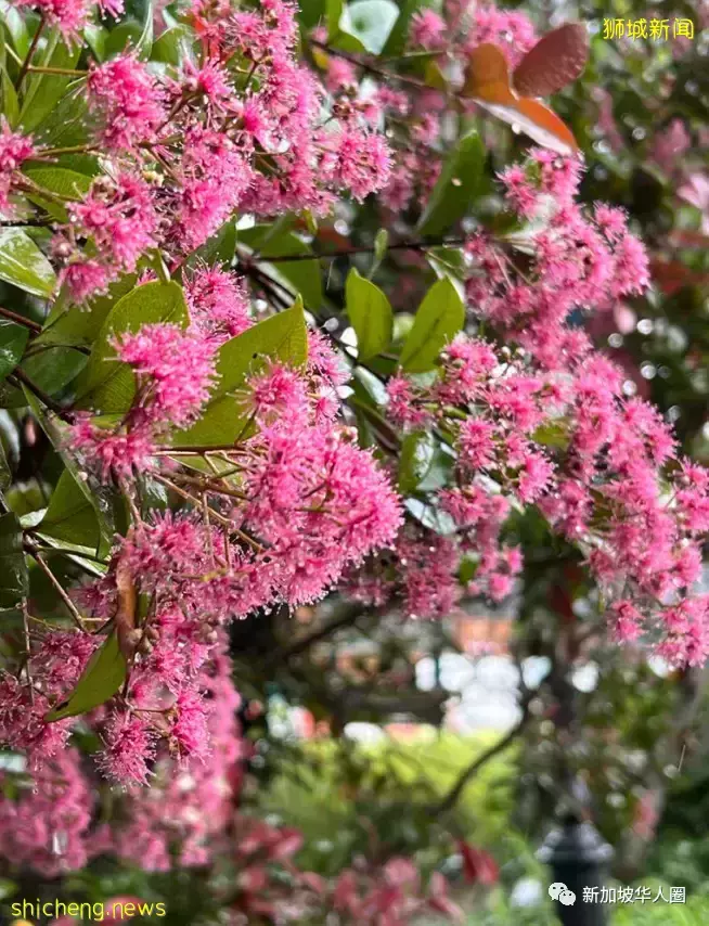 賞花季到啦！全島各地重現“新加坡櫻花”景象！還去日本賞什麽櫻花
