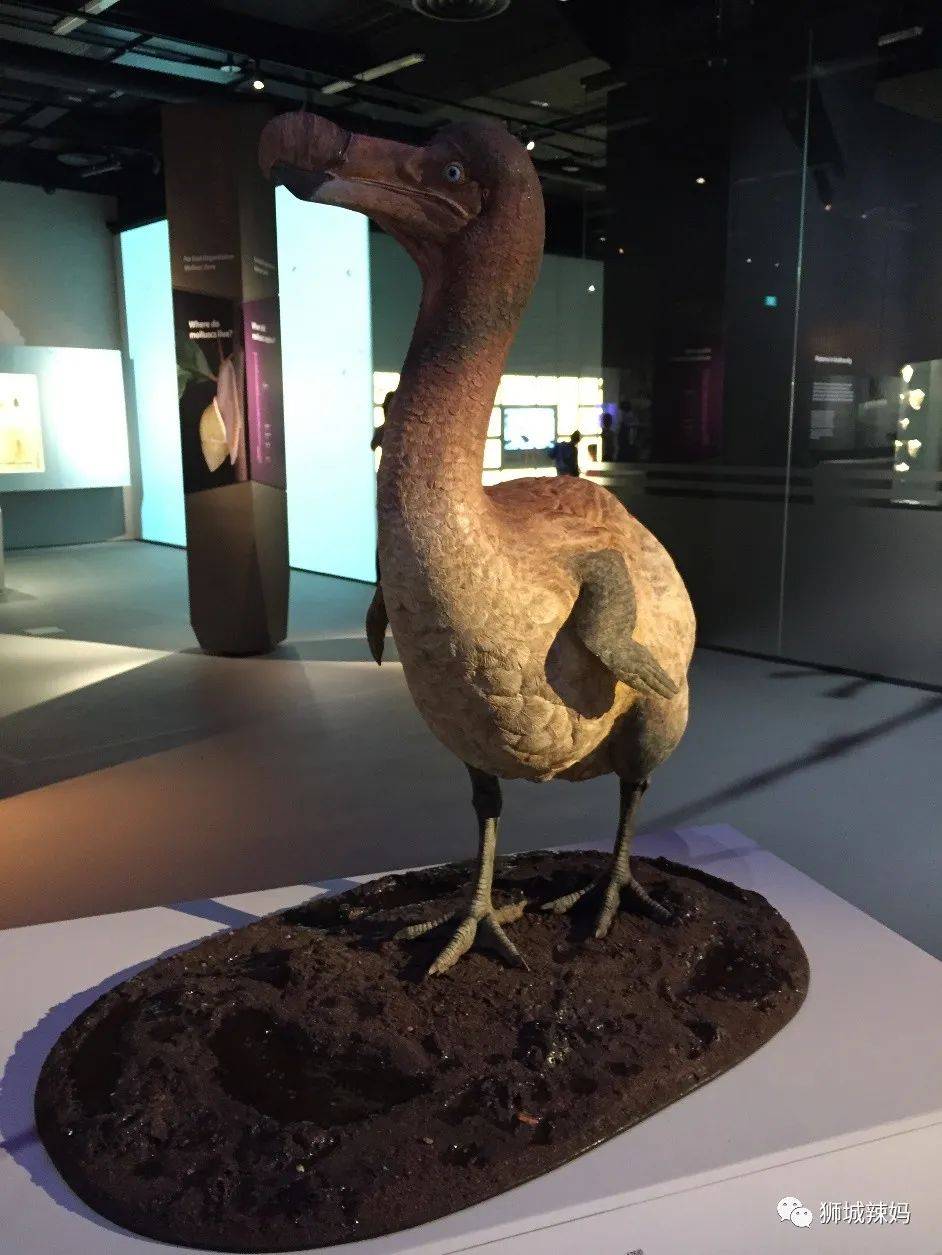 恐龍化石、抹香鯨骨架、初代巨星阿明……100W+動植物標本竟然藏在新加坡這個地方