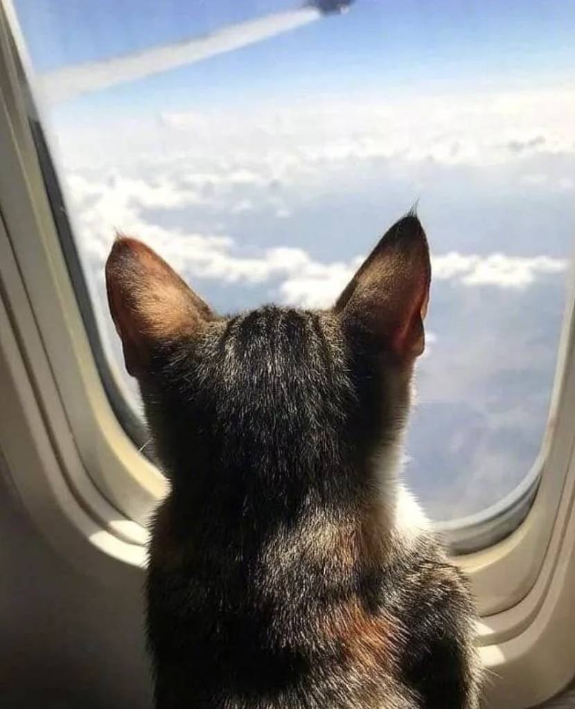 如何從新加坡帶寵物回中國？鏟屎官回國最全攻略！必須收藏