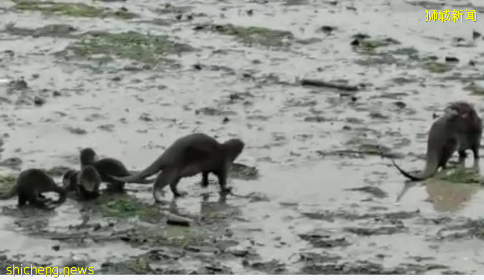 好暖心!新加坡“水獺尋親記”走紅,“這是幫黑勢力內定接班人”
