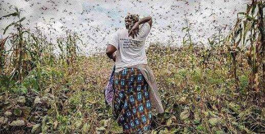 新加坡糧食不會因疫情供給中斷,但!漲價在所難免!