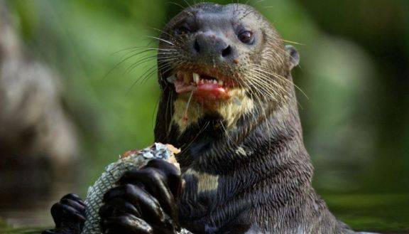 突發！這個海灘驚現一群巨型椰子蟹，還搶燒烤吃！新加坡也被鳄魚、蜥蜴、蟒蛇、水獺、猴子、野豬、野雞嚇到過